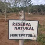 Lee más sobre el artículo Monte Victoria, una reserva privada sobre territorio Mbya