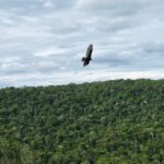 Lee más sobre el artículo Cambio Climático y pérdida de biodiversidad