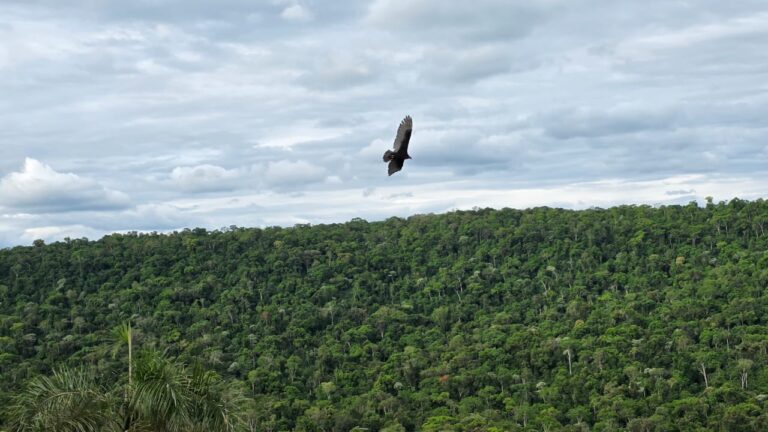 Lee más sobre el artículo Cambio Climático y pérdida de biodiversidad