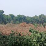 Lee más sobre el artículo Un paso atrás para la selva misionera