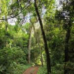 Lee más sobre el artículo Guardianes del monte en la Biósfera Yabotí