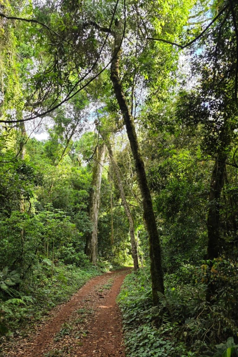 Lee más sobre el artículo Guardianes del monte en la Biósfera Yabotí