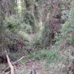 Lee más sobre el artículo Asuntos Guaraníes: el organismo que facilita la entrega de los territorios